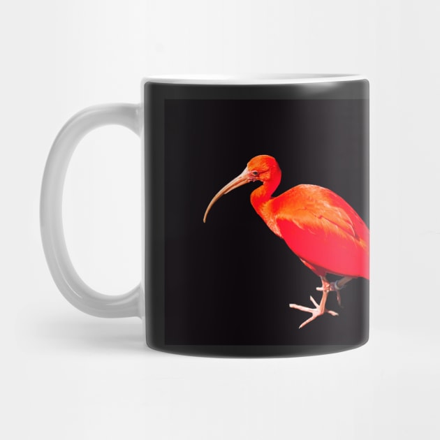 Scarlet ibis on black background by HazelWright